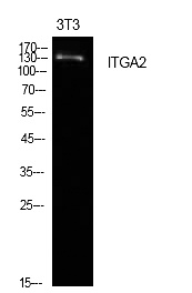 Fig.1. Western Blot analysis of NIH-3T3 cells using Integrin α2 Polyclonal Antibody. Secondary antibody (catalog#: A21020) was diluted at 1:20000.