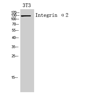 Fig.2. Western Blot analysis of 3T3 cells using Integrin α2 Polyclonal Antibody. Secondary antibody (catalog#: A21020) was diluted at 1:20000.