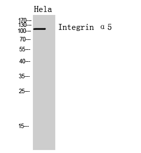 Fig.1. Western Blot analysis of hela cells using Integrin α5 Polyclonal Antibody. Secondary antibody (catalog#: A21020) was diluted at 1:20000.