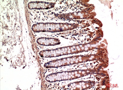 Fig.2. Immunohistochemical analysis of paraffin-embedded Mouse-kidney, antibody was diluted at 1:100.