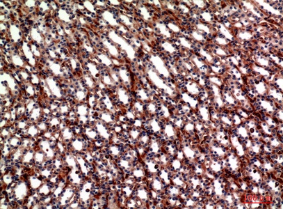 Fig.3. Immunohistochemical analysis of paraffin-embedded Mouse-kidney, antibody was diluted at 1:100.
