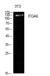 Fig.1. Western Blot analysis of NIH-3T3 cells using Integrin α6 Polyclonal Antibody. Secondary antibody (catalog#: A21020) was diluted at 1:20000.