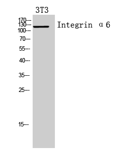 Fig.2. Western Blot analysis of 3T3 cells using Integrin α6 Polyclonal Antibody. Secondary antibody (catalog#: A21020) was diluted at 1:20000.