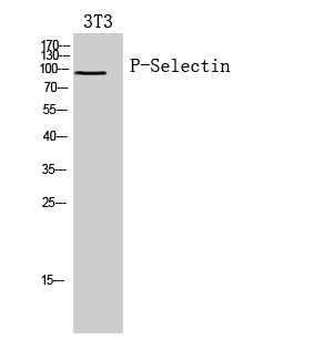 Fig.2. Western Blot analysis of 3T3 cells using P-Selectin Polyclonal Antibody. Secondary antibody (catalog#: A21020) was diluted at 1:20000.