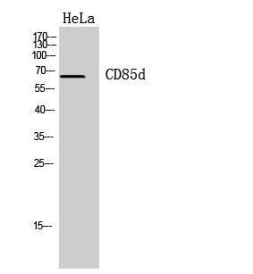 Fig. Western Blot analysis of hela cells using CD85d Polyclonal Antibody. Secondary antibody (catalog#: A21020) was diluted at 1:20000.