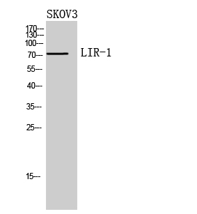 Fig. Western Blot analysis of SKOV3 cells using LIR-1 Polyclonal Antibody. Secondary antibody (catalog#: A21020) was diluted at 1:20000.