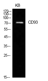 Fig.1. Western Blot analysis of KB cells using CD93 Polyclonal Antibody. Secondary antibody (catalog#: A21020) was diluted at 1:20000.