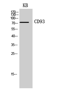 Fig.2. Western Blot analysis of KB cells using CD93 Polyclonal Antibody. Secondary antibody (catalog#: A21020) was diluted at 1:20000.