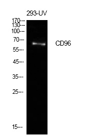 Fig.1. Western Blot analysis of 293-UV cells using CD96 Polyclonal Antibody. Antibody was diluted at 1:500. Secondary antibody (catalog#: A21020) was diluted at 1:20000.