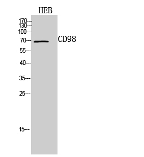 Fig. Western Blot analysis of HEB cells using CD98 Polyclonal Antibody. Secondary antibody (catalog#: A21020) was diluted at 1:20000.