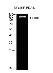 Fig.1. Western Blot analysis of Mouse brain cells using CD101 Polyclonal Antibody. Antibody was diluted at 1:1000. Secondary antibody (catalog#: A21020) was diluted at 1:20000.