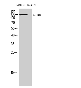 Fig.2. Western Blot analysis of Mouse-BRAIN cells using CD101 Polyclonal Antibody diluted at 1:1000. Secondary antibody (catalog#: A21020) was diluted at 1:20000.