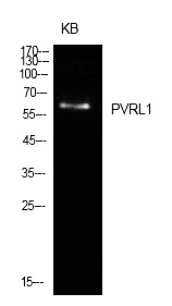 Fig.1. Western Blot analysis of KB cells using Nectin 1 Polyclonal Antibody. Secondary antibody (catalog#: A21020) was diluted at 1:20000.