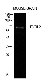 Fig.1. Western Blot analysis of Mouse brain cells using Nectin 2 Polyclonal Antibody. Antibody was diluted at 1:500. Secondary antibody (catalog#: A21020) was diluted at 1:20000.