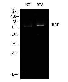 Fig.1. Western Blot analysis of KB, NIH-3T3 cells using IL-9R Polyclonal Antibody. Secondary antibody (catalog#: A21020) was diluted at 1:20000.