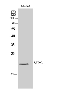 Fig.1. Western Blot analysis of SKOV3 cells using BST-2 Polyclonal Antibody. Secondary antibody (catalog#: A21020) was diluted at 1:20000.