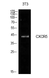 Fig.1. Western Blot analysis of NIH-3T3 cells using Blr1 Polyclonal Antibody. Secondary antibody (catalog#: A21020) was diluted at 1:20000.