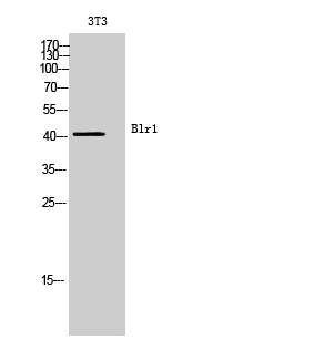 Fig.2. Western Blot analysis of 3T3 cells using Blr1 Polyclonal Antibody. Secondary antibody (catalog#: A21020) was diluted at 1:20000.