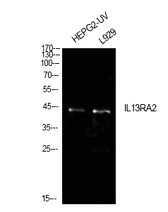 Fig.1. Western Blot analysis of HepG2 (UV) , L929 cells using IL-13Rα2 Polyclonal Antibody. Antibody was diluted at 1:500. Secondary antibody (catalog#: A21020) was diluted at 1:20000.