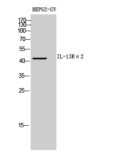 Fig.2. Western Blot analysis of HepG2-UV cells using IL-13Rα2 Polyclonal Antibody diluted at 1:500. Secondary antibody (catalog#: A21020) was diluted at 1:20000.