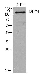 Fig.1. Western Blot analysis of NIH-3T3 cells using Mucin 1 Polyclonal Antibody. Secondary antibody (catalog#: A21020) was diluted at 1:20000.
