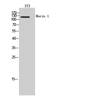 Fig.2. Western Blot analysis of 3T3 cells using Mucin 1 Polyclonal Antibody. Secondary antibody (catalog#: A21020) was diluted at 1:20000.