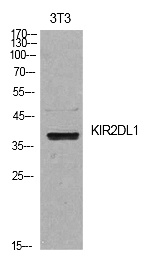 Fig.1. Western Blot analysis of NIH-3T3 cells using CD158a Polyclonal Antibody. Secondary antibody (catalog#: A21020) was diluted at 1:20000.