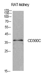 Fig.1. Western Blot analysis of rat kidney cells using CD300c Polyclonal Antibody. Antibody was diluted at 1:500. Secondary antibody (catalog#: A21020) was diluted at 1:20000.