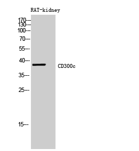 Fig.2. Western Blot analysis of RAT-kidney cells using CD300c Polyclonal Antibody diluted at 1:500. Secondary antibody (catalog#: A21020) was diluted at 1:20000.