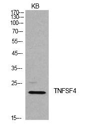 Fig.1. Western Blot analysis of KB cells using Ox40L Polyclonal Antibody. Secondary antibody (catalog#: A21020) was diluted at 1:20000.