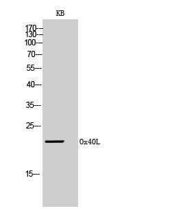 Fig.2. Western Blot analysis of KB cells using Ox40L Polyclonal Antibody. Secondary antibody (catalog#: A21020) was diluted at 1:20000.