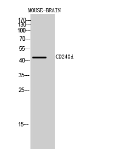 Fig.2. Western Blot analysis of Mouse-BRAIN cells using CD240d Polyclonal Antibody diluted at 1:1000. Secondary antibody (catalog#: A21020) was diluted at 1:20000.