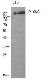 Fig.1. Western Blot analysis of 3T3 cells using CD232 Polyclonal Antibody. Antibody was diluted at 1:1000. Secondary antibody (catalog#: A21020) was diluted at 1:20000.