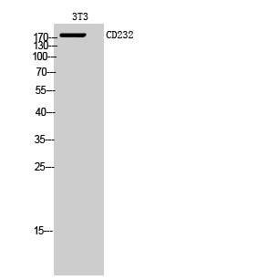 Fig.2. Western Blot analysis of 3T3 cells using CD232 Polyclonal Antibody diluted at 1:1000. Secondary antibody (catalog#: A21020) was diluted at 1:20000.