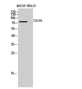 Fig.2. Western Blot analysis of Mouse-BRAIN cells using CD180 Polyclonal Antibody diluted at 1:1000. Secondary antibody (catalog#: A21020) was diluted at 1:20000.