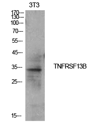 Fig.1. Western Blot analysis of NIH-3T3 cells using CD267 Polyclonal Antibody. Secondary antibody (catalog#: A21020) was diluted at 1:20000.