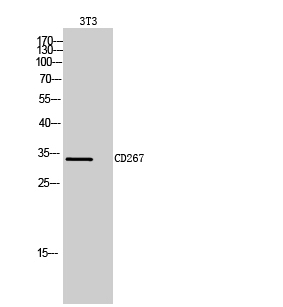 Fig.2. Western Blot analysis of 3T3 cells using CD267 Polyclonal Antibody. Secondary antibody (catalog#: A21020) was diluted at 1:20000.