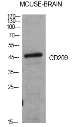 Fig. Western Blot analysis of Mouse brain cells using CD209 Polyclonal Antibody. Antibody was diluted at 1:1000. Secondary antibody (catalog#: A21020) was diluted at 1:20000.