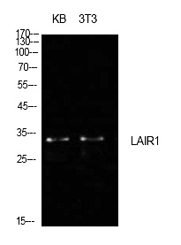 Fig.1. Western Blot analysis of KB, NIH-3T3 cells using CD305 Polyclonal Antibody. Secondary antibody (catalog#: A21020) was diluted at 1:20000.