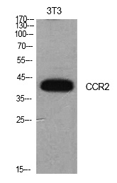 Fig.1. Western Blot analysis of NIH-3T3 cells using CD192 Polyclonal Antibody. Secondary antibody (catalog#: A21020) was diluted at 1:20000.
