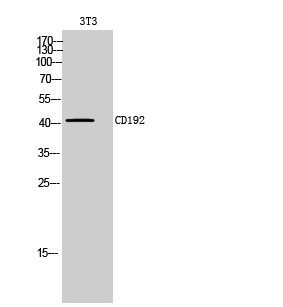 Fig.2. Western Blot analysis of 3T3 cells using CD192 Polyclonal Antibody. Secondary antibody (catalog#: A21020) was diluted at 1:20000.