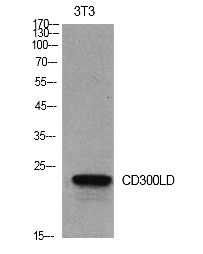 Fig.1. Western Blot analysis of NIH-3T3 cells using CD300d Polyclonal Antibody. Secondary antibody (catalog#: A21020) was diluted at 1:20000.