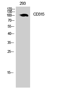 Fig.1. Western Blot analysis of 293 cells using CD315 Polyclonal Antibody. Secondary antibody (catalog#: A21020) was diluted at 1:20000.