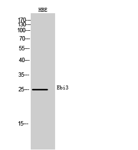 Fig. Western Blot analysis of HBE cells using Ebi3 Polyclonal Antibody. Secondary antibody (catalog#: A21020) was diluted at 1:20000.