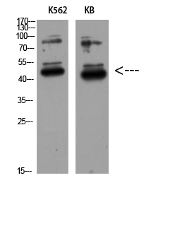 Fig.3. Western Blot analysis of K562 KB using GDF-3 Polyclonal Antibody diluted at 1:500. Secondary antibody (catalog#: A21020) was diluted at 1:20000.