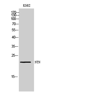 Fig.2. Western Blot analysis of K562 cells using NTN Polyclonal Antibody diluted at 1:1000. Secondary antibody (catalog#: A21020) was diluted at 1:20000.