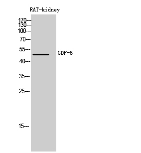 Fig.2. Western Blot analysis of RAT-kidney cells using GDF-6 Polyclonal Antibody diluted at 1:500. Secondary antibody (catalog#: A21020) was diluted at 1:20000.