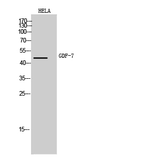 Fig.1. Western Blot analysis of Hela cells using GDF-7 Polyclonal Antibody. Antibody was diluted at 1:1000. Secondary antibody (catalog#: A21020) was diluted at 1:20000.