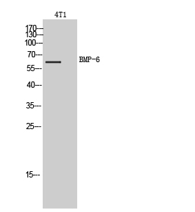 Fig. Western Blot analysis of 4T1 cells using BMP-6 Polyclonal Antibody. Secondary antibody (catalog#: A21020) was diluted at 1:20000.