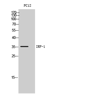 Fig. Western Blot analysis of PC12 cells using IRF-1 Polyclonal Antibody. Secondary antibody (catalog#: A21020) was diluted at 1:20000.